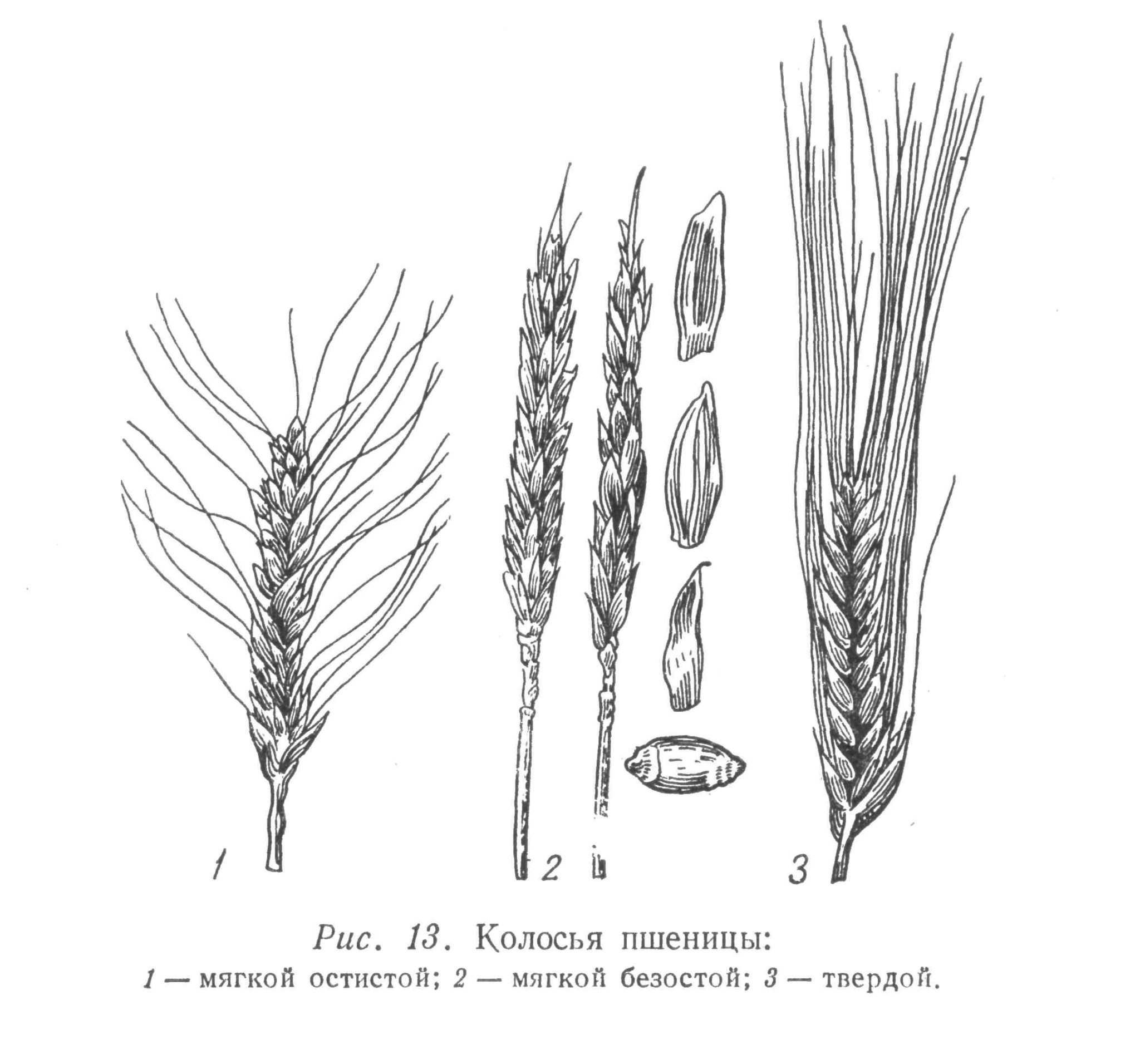 Лист пшеницы рисунок