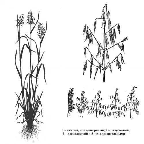 Как выглядит овёс