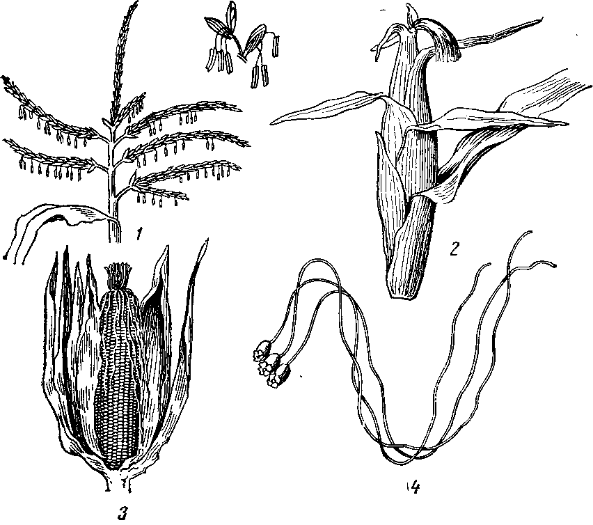 Кукуруза биология рисунок