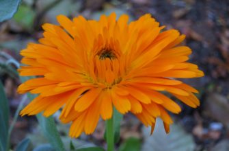 Calendula officinalis photo