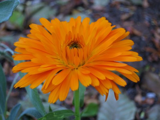 Calendula officinalis photo