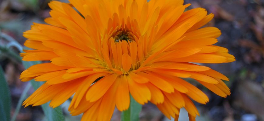 Calendula officinalis photo