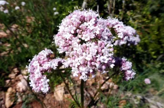 Valeriana omcinalis