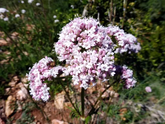 Valeriana omcinalis