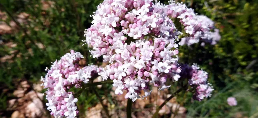 Valeriana omcinalis