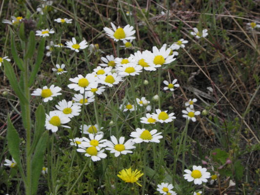 Matricāria chamomīlla